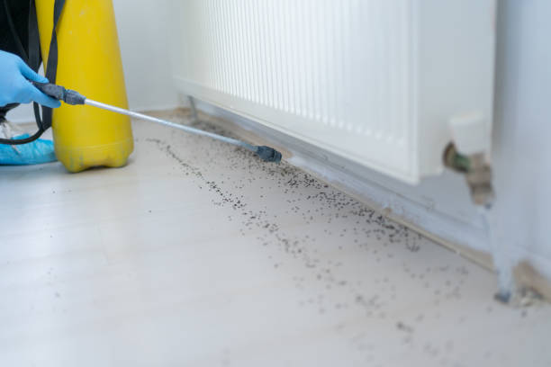 Best Affordable Pest Control Services  in Manchester Center, VT